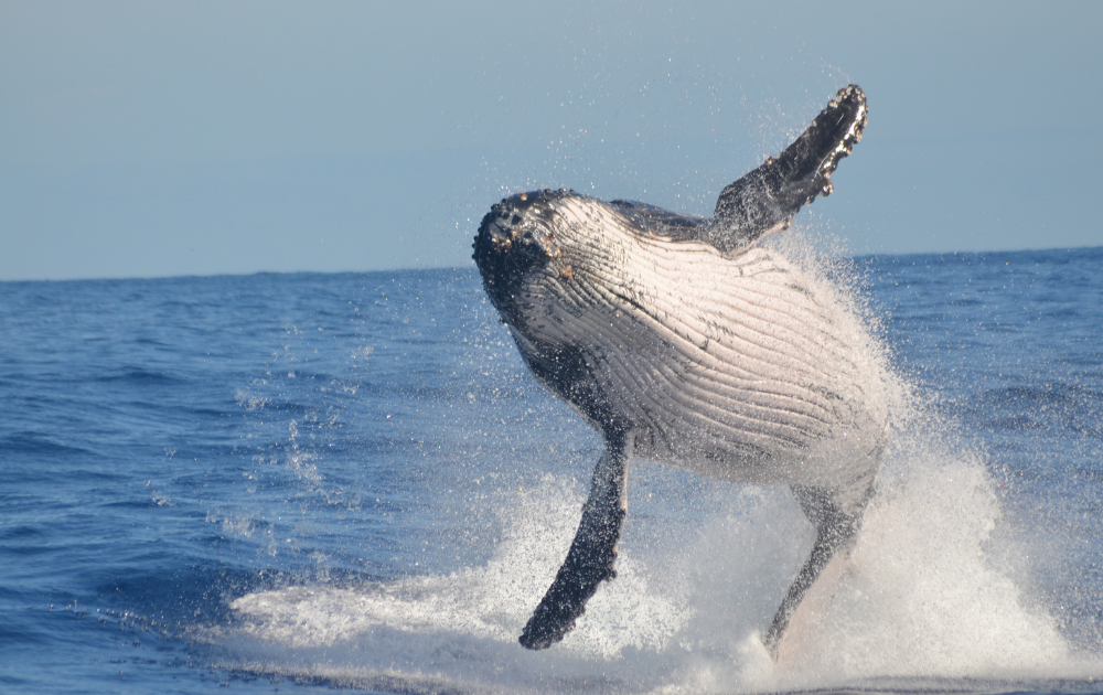 Top 10 Must-Do Activities in Maui for First-Time Visitors